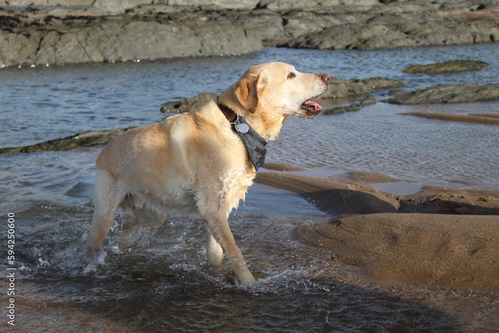 Dog swim Dog swim