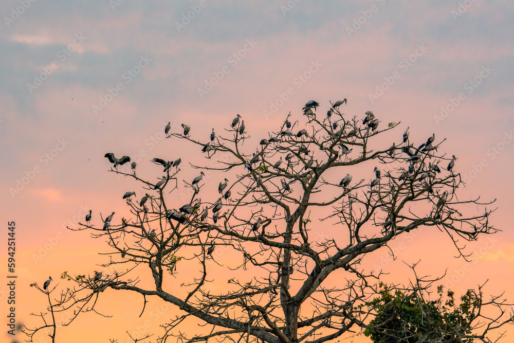 Asian openbill stork or Anastomus oscitans bird big Flock perched or settling on single tree in natural scenic colorful sky in golden or blue hour time just before night at forest of central india Asian openbill stork or Anastomus oscitans bird big Flock perched or settling on single tree in natural scenic colorful sky in golden or blue hour time just before night at forest of central india