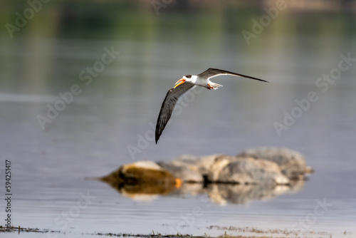 Indian skimmer or Indian scissors bill or Rynchops albicollis skimming and flying over chambal river water in natural scenic view or background at dholpur rajasthan india photo