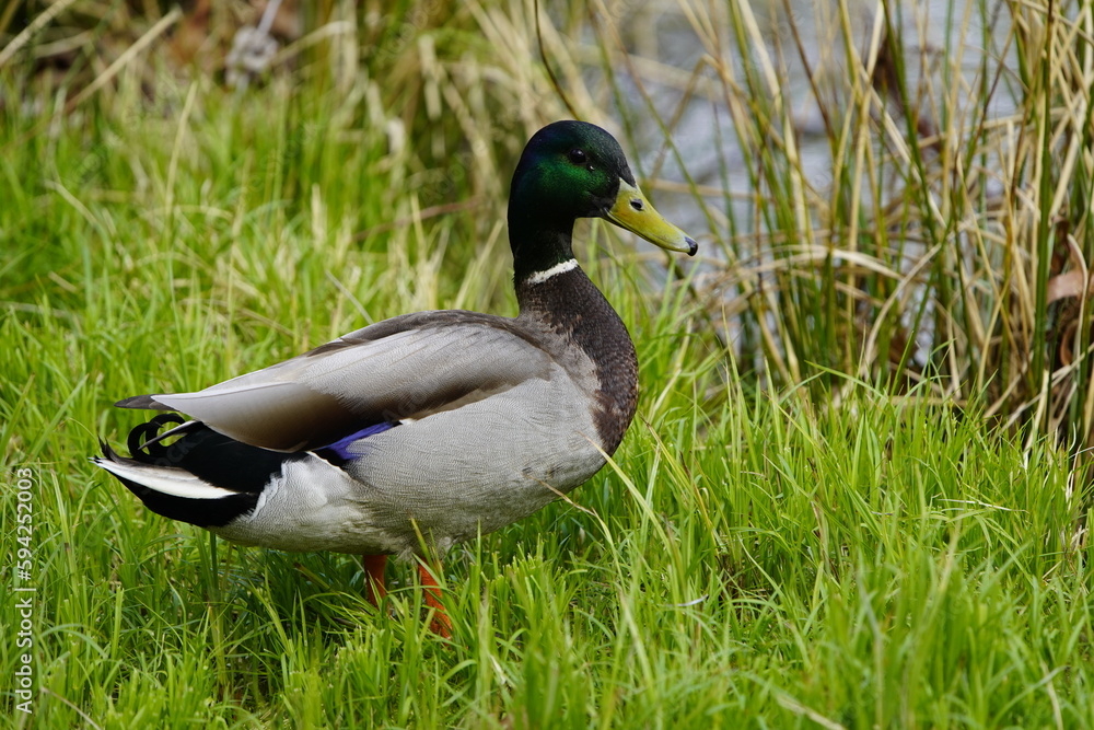 Mallard, or Wild duck Drake (Anas platyrhynchos ) Anatidae family. Hanover, Germany.
Mallard, or Wild duck Drake (Anas platyrhynchos ) Anatidae family. Hanover, Germany.