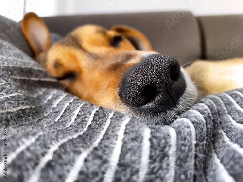 Close-up of sleeping dog's nose. Defocused background. Funny brown dog muzzle on pillow. Dog lifestyle. Doggy sleeping on sofa.