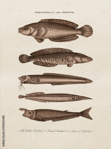 Restored antique copperplate illustrations