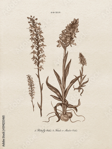 Restored antique copperplate illustrations