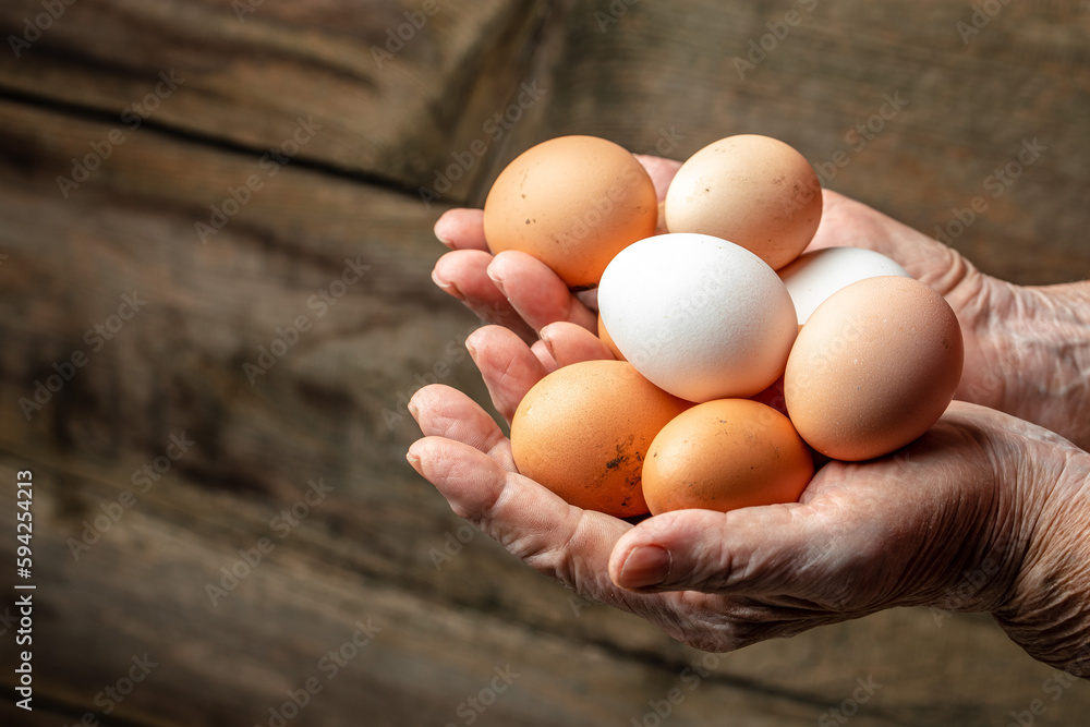 farmer hands holds fresh eggs. Concept of agriculture, bio and eco farming, bio food products. place for text farmer hands holds fresh eggs. Concept of agriculture, bio and eco farming, bio food products. place for text