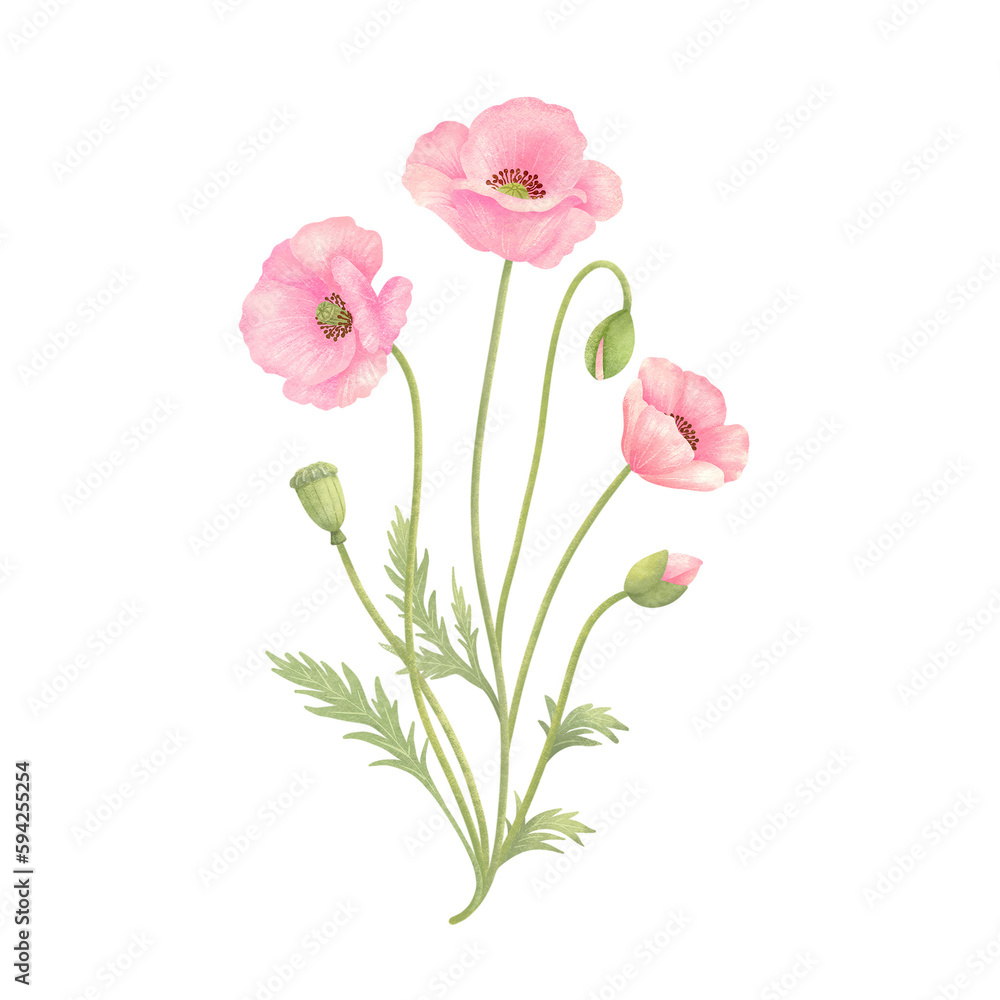 かわいいピンク色のポピーの花