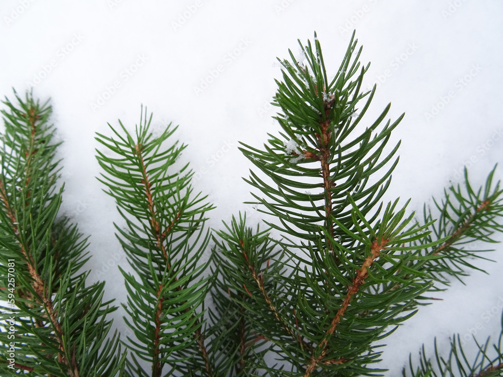 Christmas tree with Christmas decorations, background image, holiday greetings Christmas tree with Christmas decorations, background image, holiday greetings