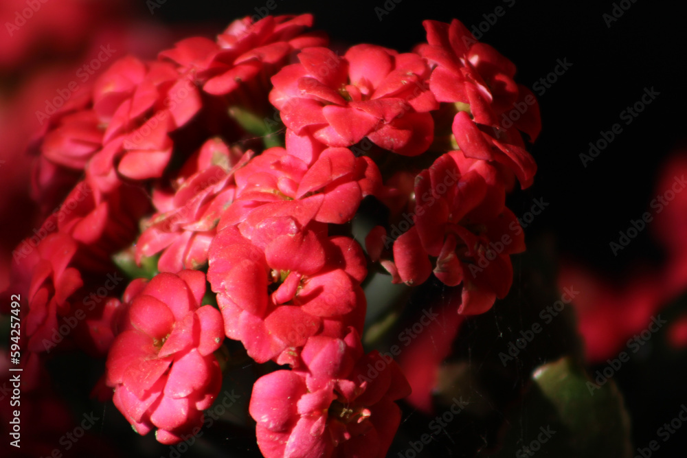 Blossom flaming katy (kalanchoe), selective focus on pink kalanchoe flower.