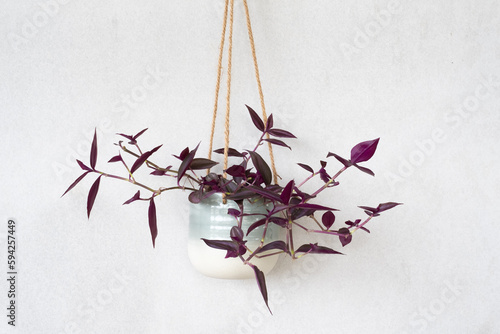 beautiful plant in pot hanging on wall at home