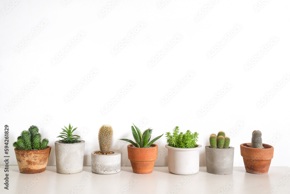 group of cactus and succulent on table