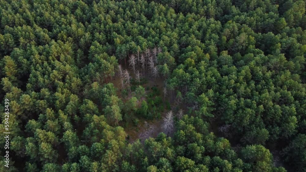 Top down view of green forest, woodland aerial shot. Drone fly over pine trees and green treetops. Zoom out and spin colorful texture in nature. Flight over woods, natural background in motion. 4k. Top down view of green forest, woodland aerial shot. Drone fly over pine trees and green treetops. Zoom out and spin colorful texture in nature. Flight over woods, natural background in motion. 4k.
