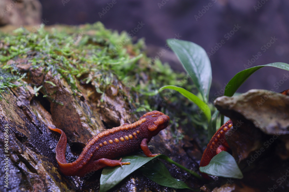 Emperor Newt's Side View on a Rock and Nature Habitat Emperor Newt's Side View on a Rock and Nature Habitat
