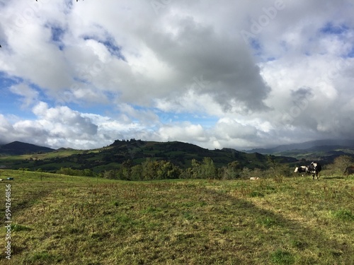 landscape with cows © Monica