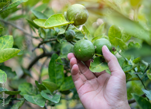 Lime is fresh fruit with leaf background in the organic vegetable farm with hand is harvesting fruit.
