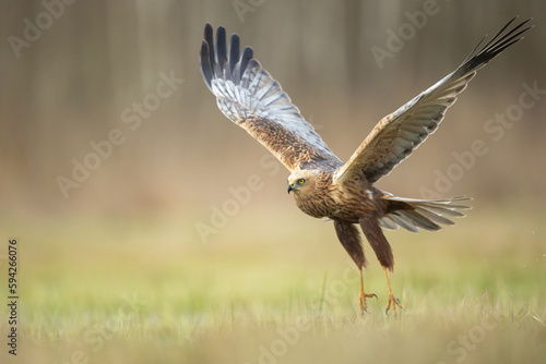 Flying Birds of prey Marsh harrier Circus aeruginosus, hunting time Poland Europe