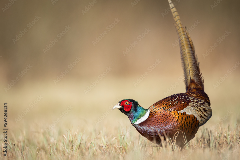 Naklejka premium Common pheasant Phasianus colchius Ring-necked pheasant in natural habitat, grassland in early spring