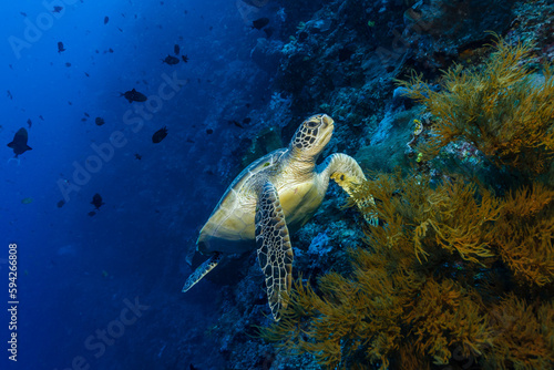 Green Sea Turtle  Chelonia mydas  on a coral reef