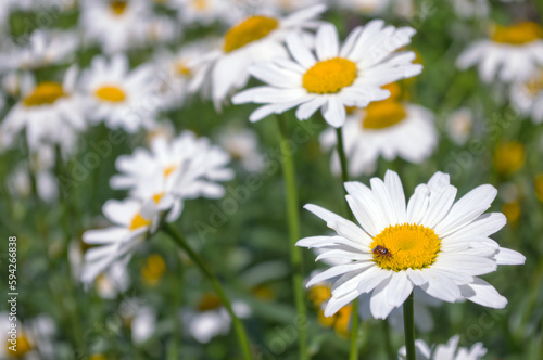Background of daisies in the summer field
