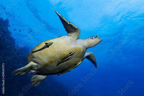 Green Sea Turtle (Chelonia mydas) with remoras swimming in the blue ocean