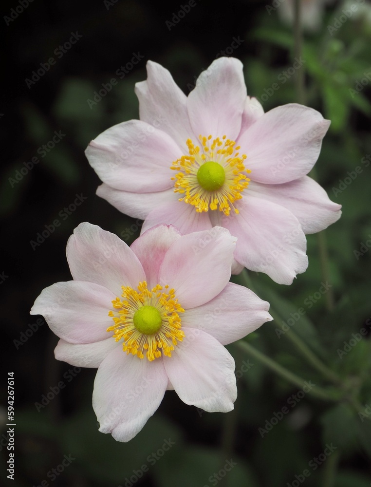 Closeup shot of beautiful pink Japanese Anemone flower Closeup shot of beautiful pink Japanese Anemone flower