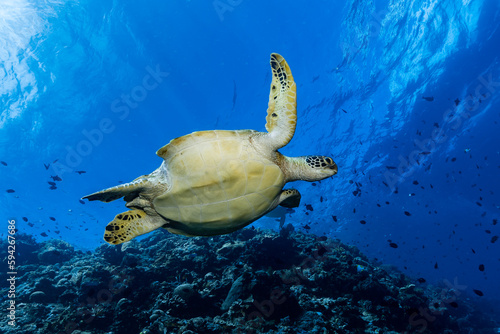 Green Sea Turtle (Chelonia mydas) swimming in the blue ocean