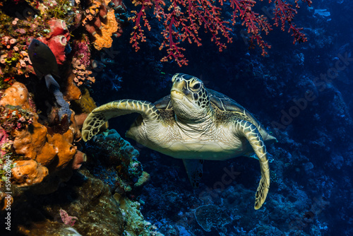 Green sea turtle (Chelonia mydas) on a coral reef