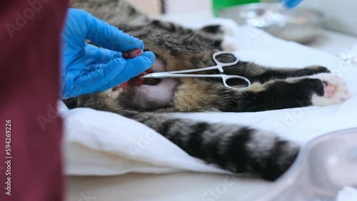 The veterinarian castrates the cat by cutting the spermatic cord with scissors.An operation performed by a veterinarian photo