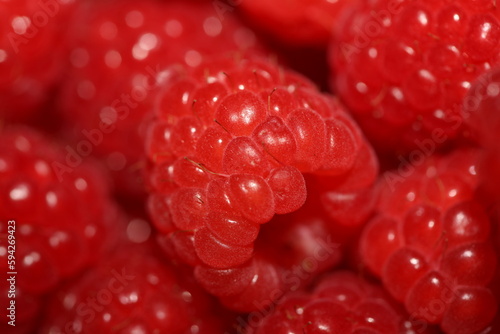 Fresh red cultivated ripe raspberries and currant berries, healthy food texture background angle view macro rubus phoenicolasius family rosaceae big size high quality botanical print