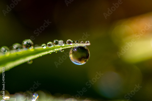 grass tip with dew macro