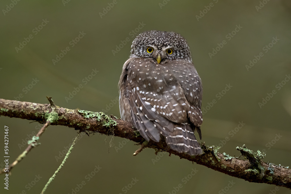 Pygmy owl on a branch deep in the forest Pygmy owl on a branch deep in the forest