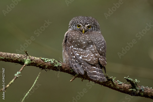 Pygmy owl on a branch deep in the forest