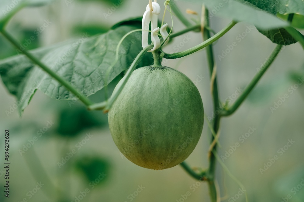 Melon after pollination 10 days Melon after pollination 10 days