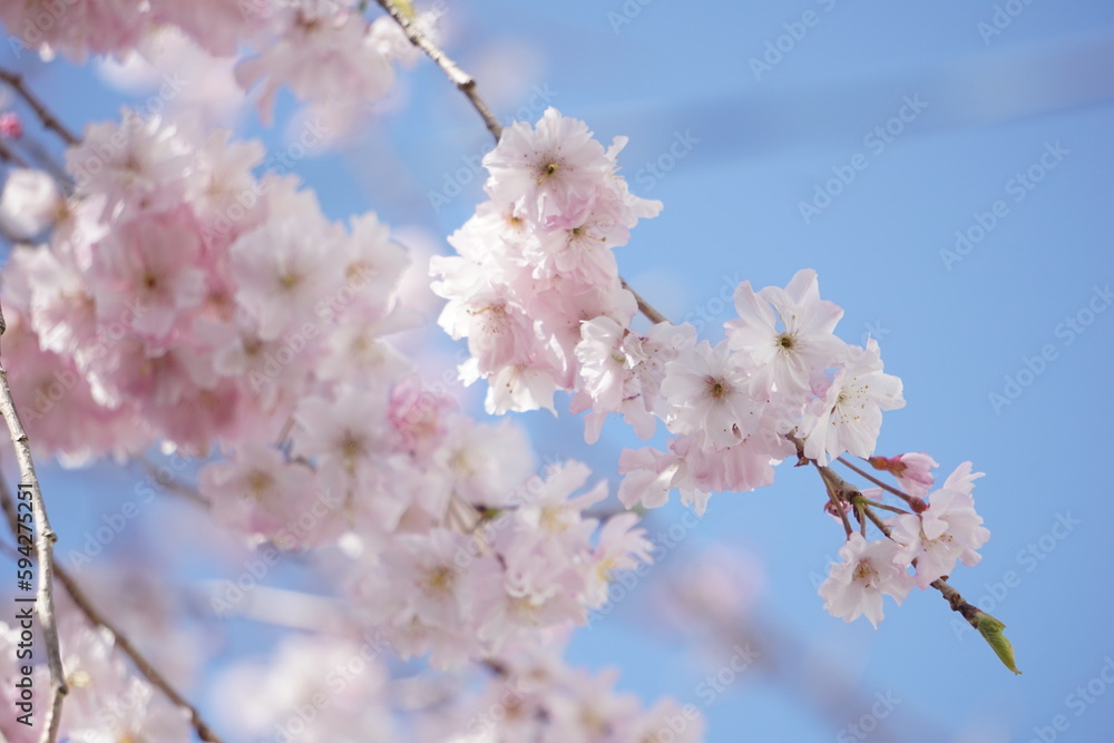 桜 桜