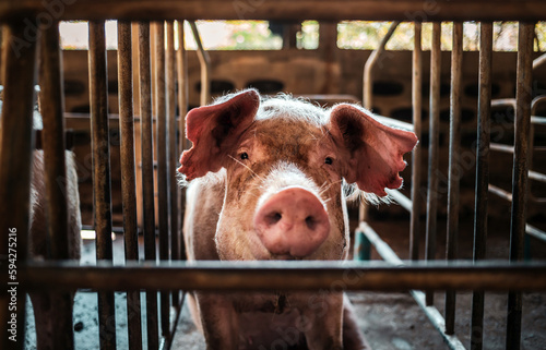 Portrait of cute breeder pig with dirty snout, Close-up of Pig's snout.Big pig on a farm in a pigsty, young big domestic pig at animal farm indoors