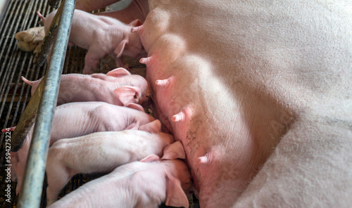 The top view of Many newly born piglets are sleeping on the mother s milk  Momma pig feeding baby pigs