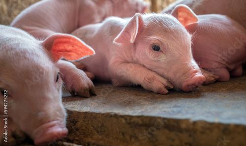 Photos A week-old piglet cute newborn sleeping on the pig farm with other piglets