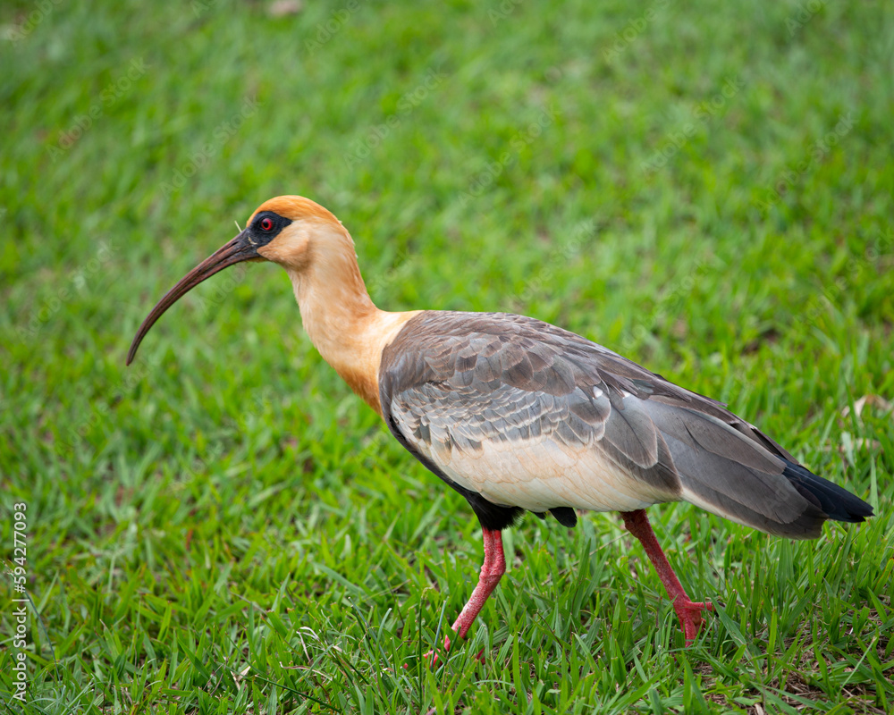 bird in uberaba bird in uberaba