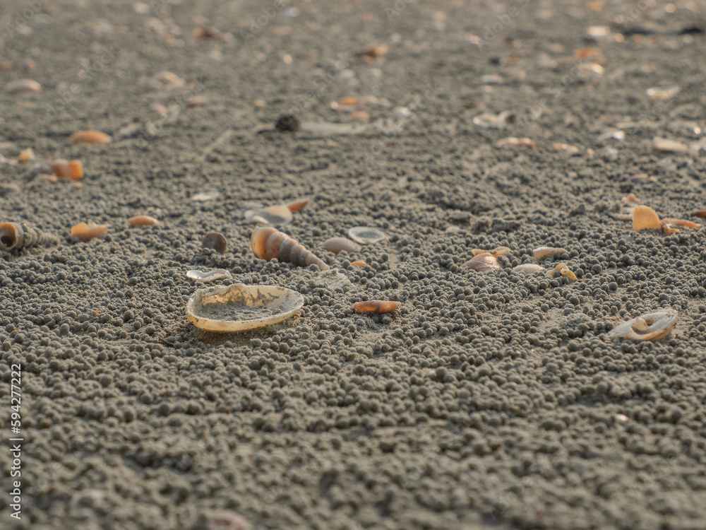 Shells on the beach, Ghost Crabs and Sand Cubes, their poop. On a sandy beach mixed with shells This is a day of rest travel outside on gray sand Shells on the beach, Ghost Crabs and Sand Cubes, their poop. On a sandy beach mixed with shells This is a day of rest travel outside on gray sand