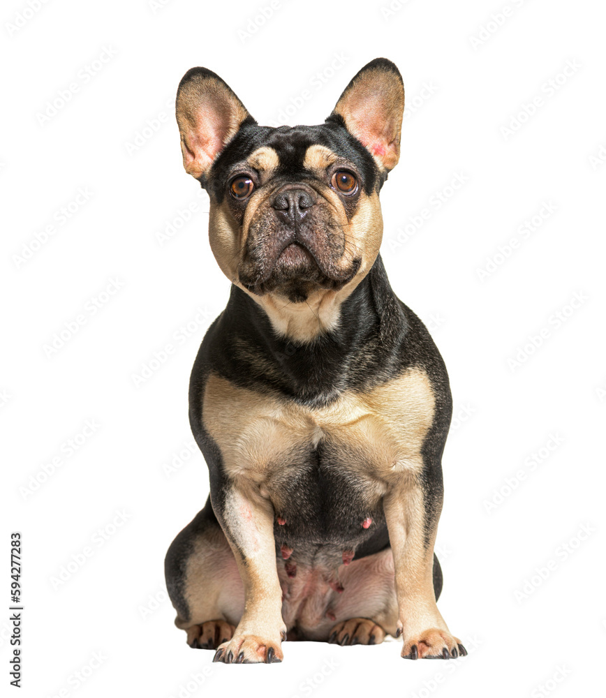 Sad french bulldog looking away, profile, isolated on white