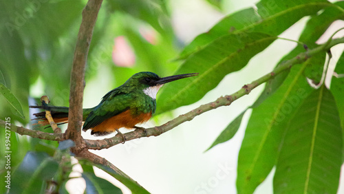 ariramba de cauda ruiva 