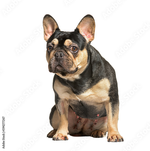 Sad french bulldog looking away, profile, isolated on white