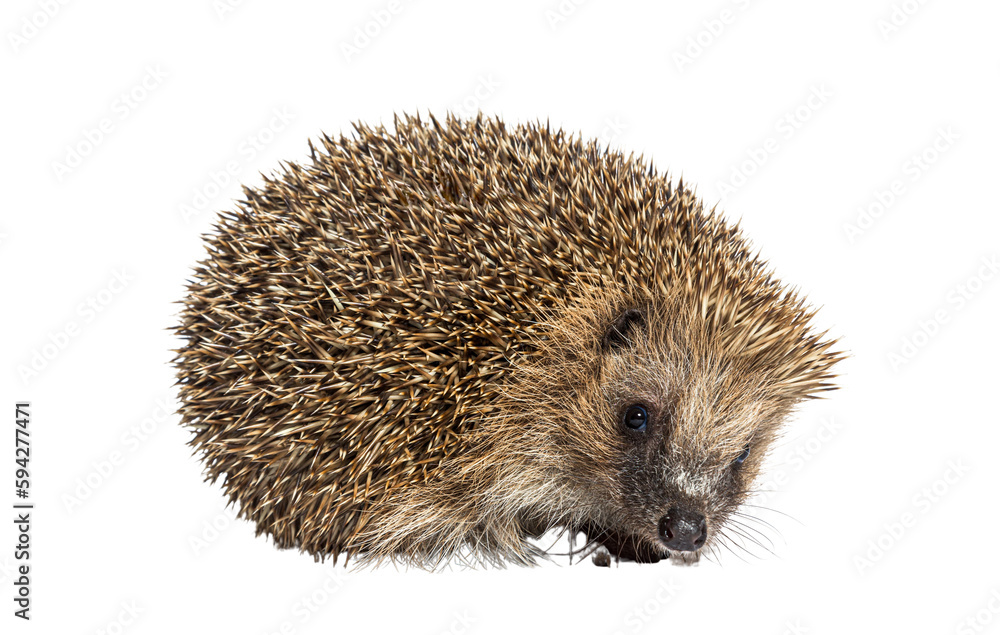 Common European hedgehog, Erinaceus europaeus, Isolated on white - obrazy, fototapety, plakaty 