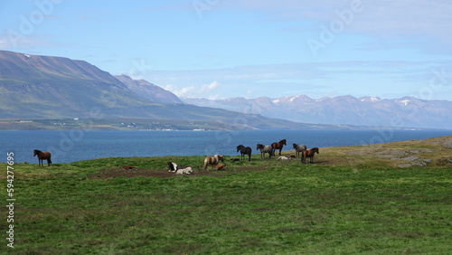 Islandzkie konie 