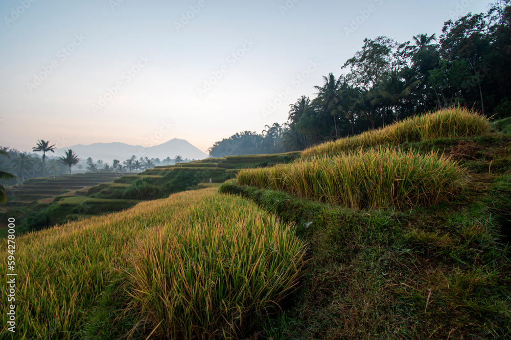 Beautiful view of the rice fields in the village
Beautiful view of the rice fields in the village