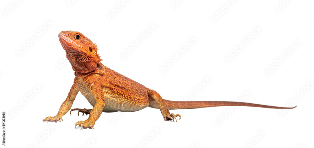 Fototapeta premium pogona super extrem red super transparent standing in front, isolated on white