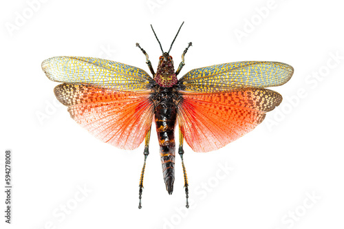 Grasshopper specie Phymateus saxosus, Madagascar, female, dead, isolated on white