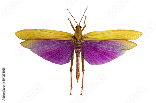 Grasshopper specie Titanacris albipes Male, dead, isolated on white photo