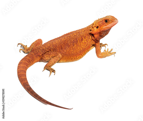 back profile view of a pogona super extrem red super transparent, isolated on white