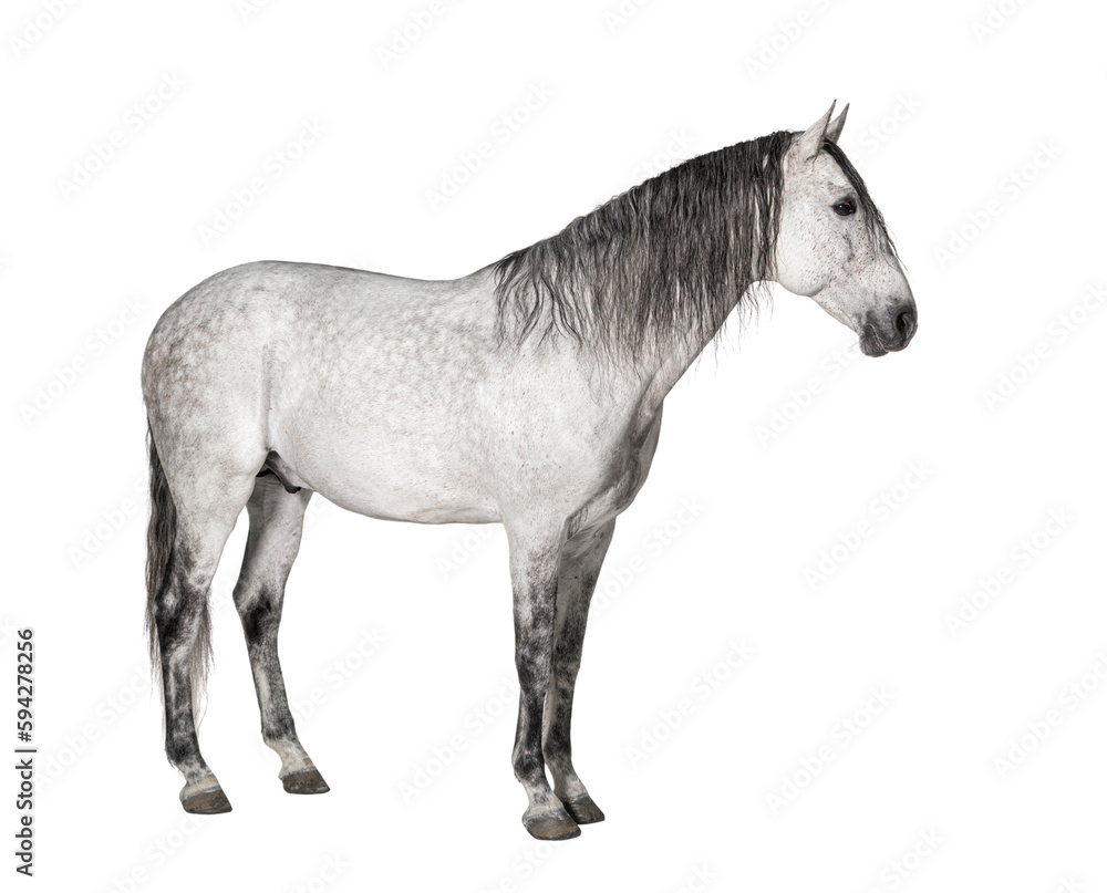 White lusitano horse standing in front, side view  isolated on white