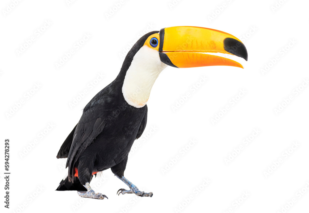 Naklejka premium Toucan toco, Ramphastos toco, isolated on white