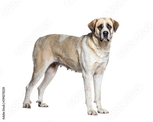 profile view of a Transmontano Mastiff, isolated on white photo